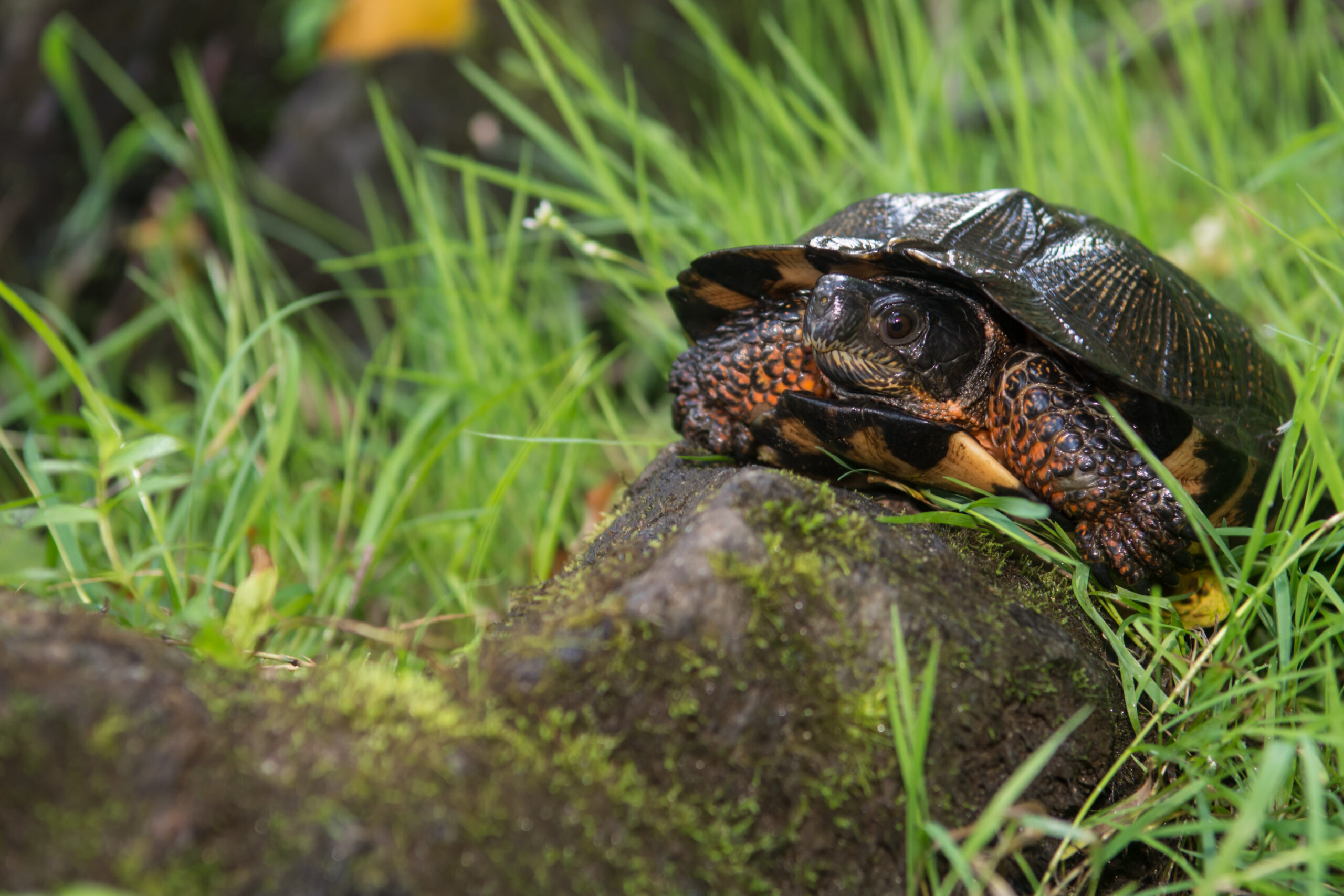 wood turtle