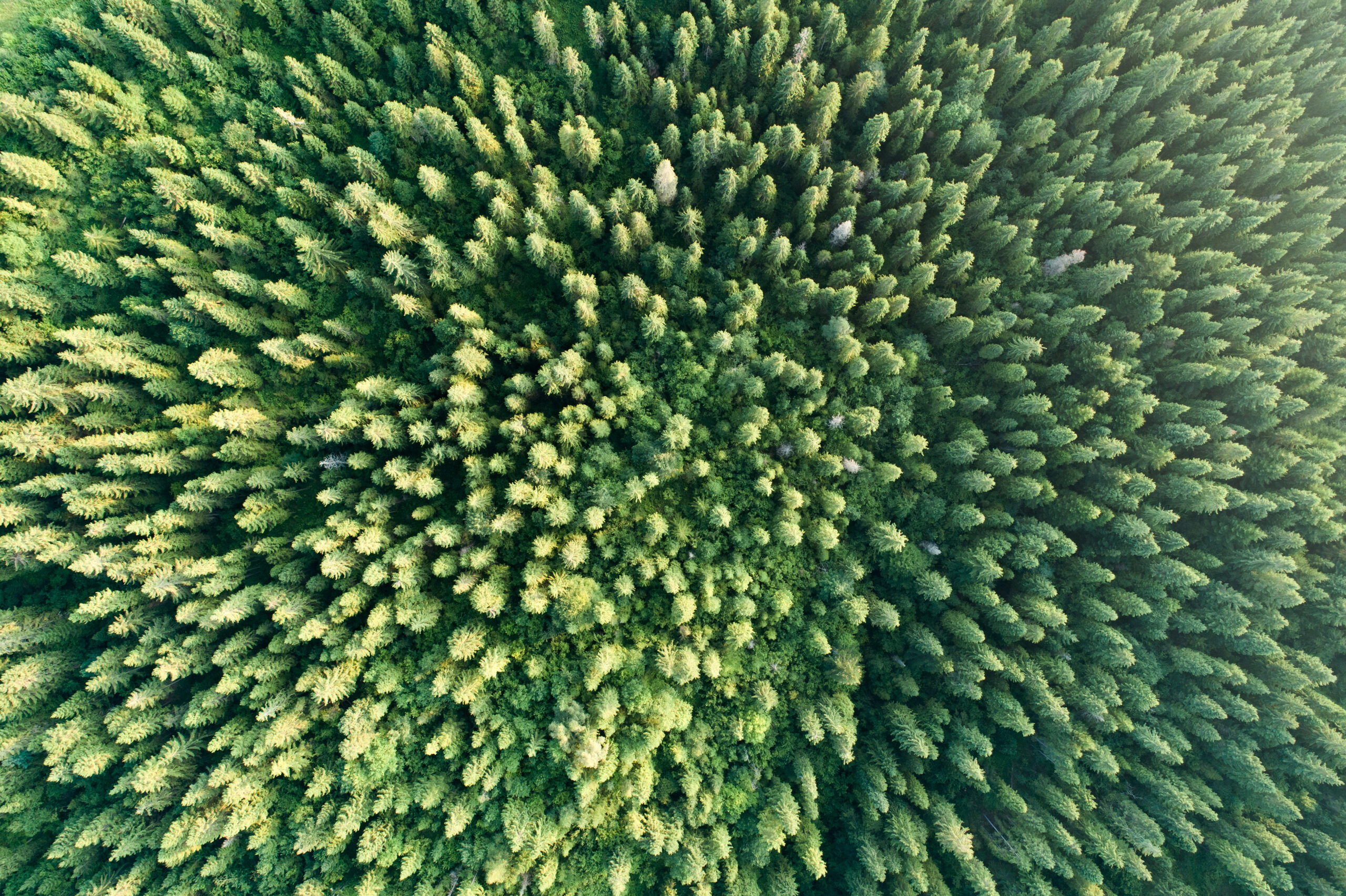 Green forest aerial view